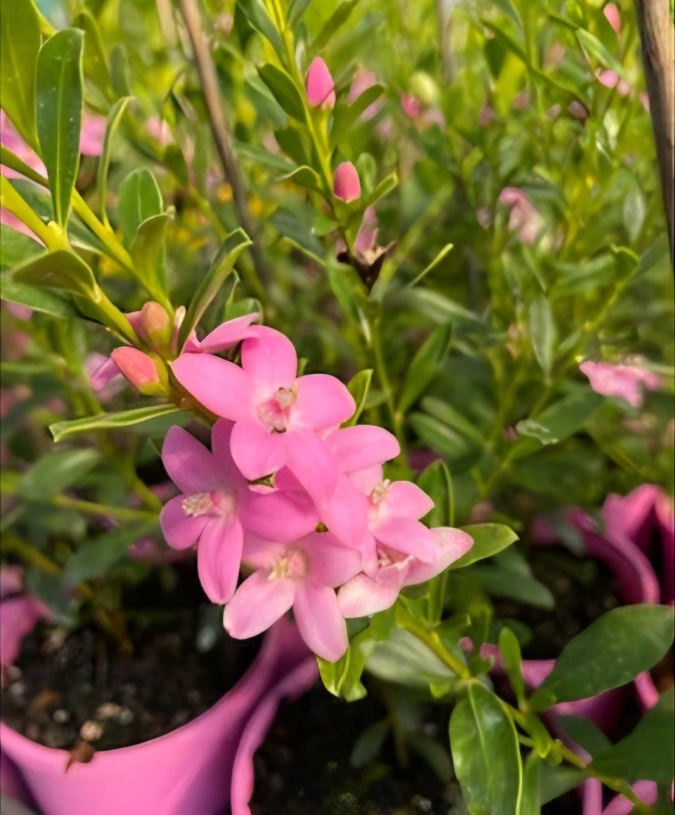 Poorinda Ecstasy (Crowea) - Ladybird Nursery