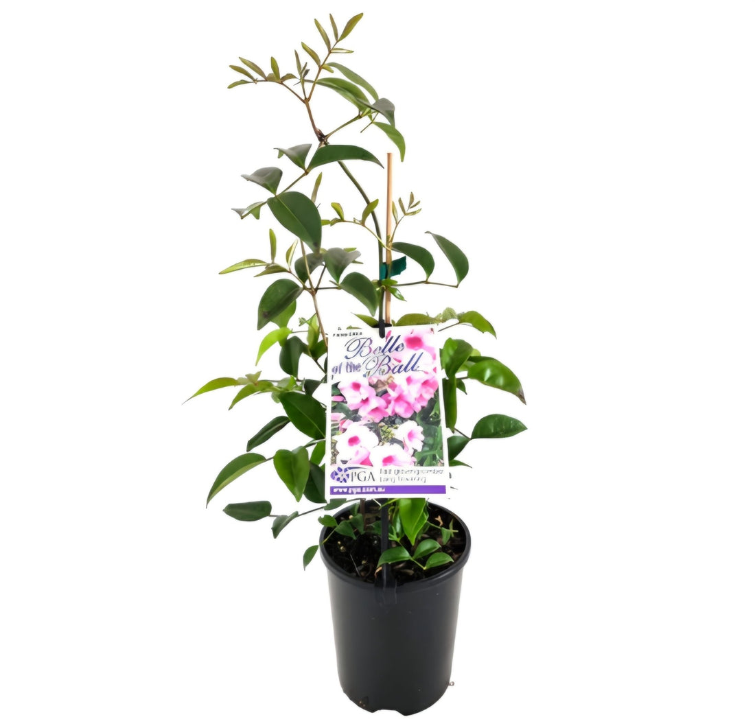 Belle of the Ball (Pandorea jasminoides) - Ladybird Nursery