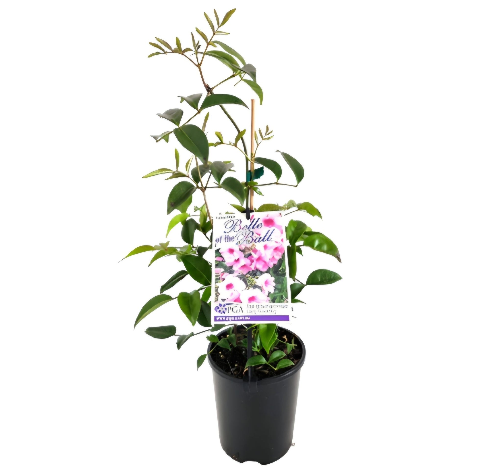 Belle of the Ball (Pandorea jasminoides) - Ladybird Nursery