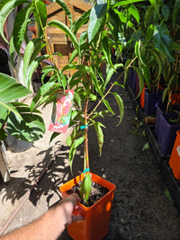 Dwarf Peach Angel Flat High Chill - Ladybird Nursery