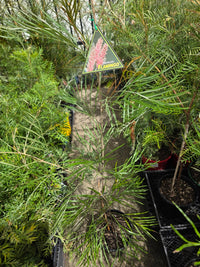 Grevillea 'Flamingo' - Ladybird Nursery