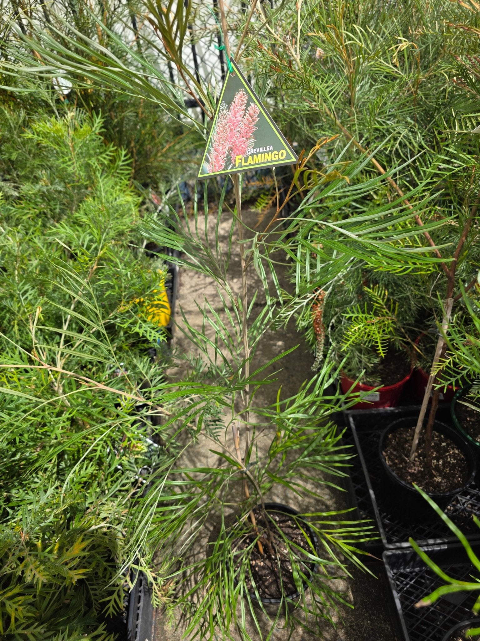 Grevillea 'Flamingo' - Ladybird Nursery