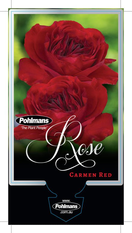 Rosa Terrazza® ‘Carmen Red’ - Ladybird Nursery