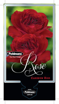 Rosa Terrazza® ‘Carmen Red’ - Ladybird Nursery