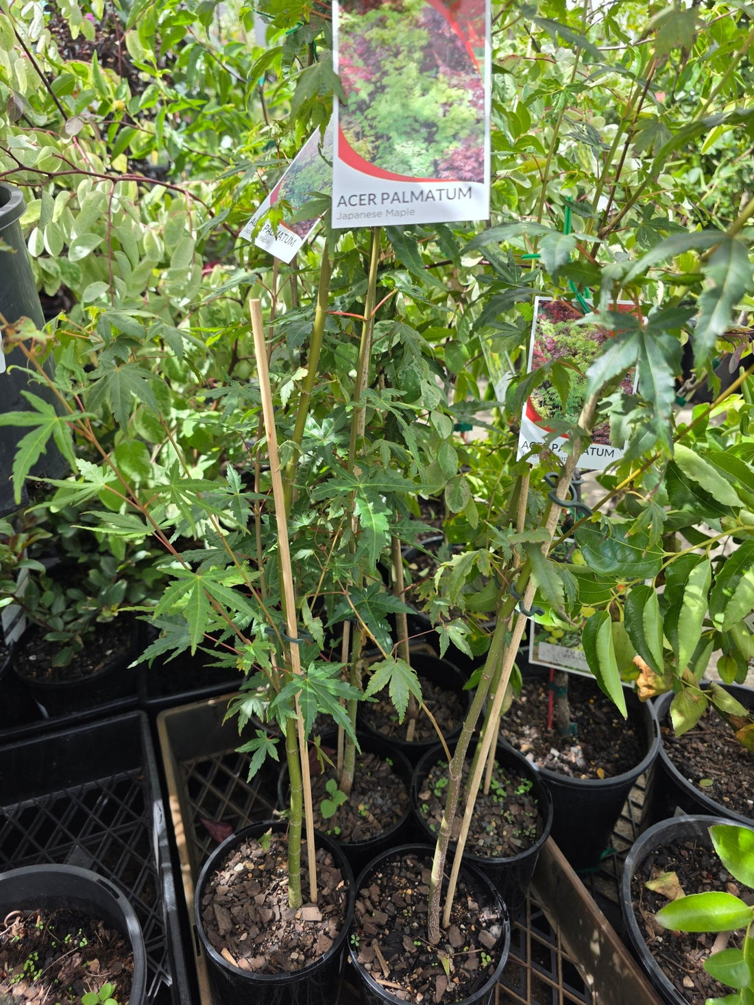 Japanese Maple (Acer palmatum) - Ladybird Nursery