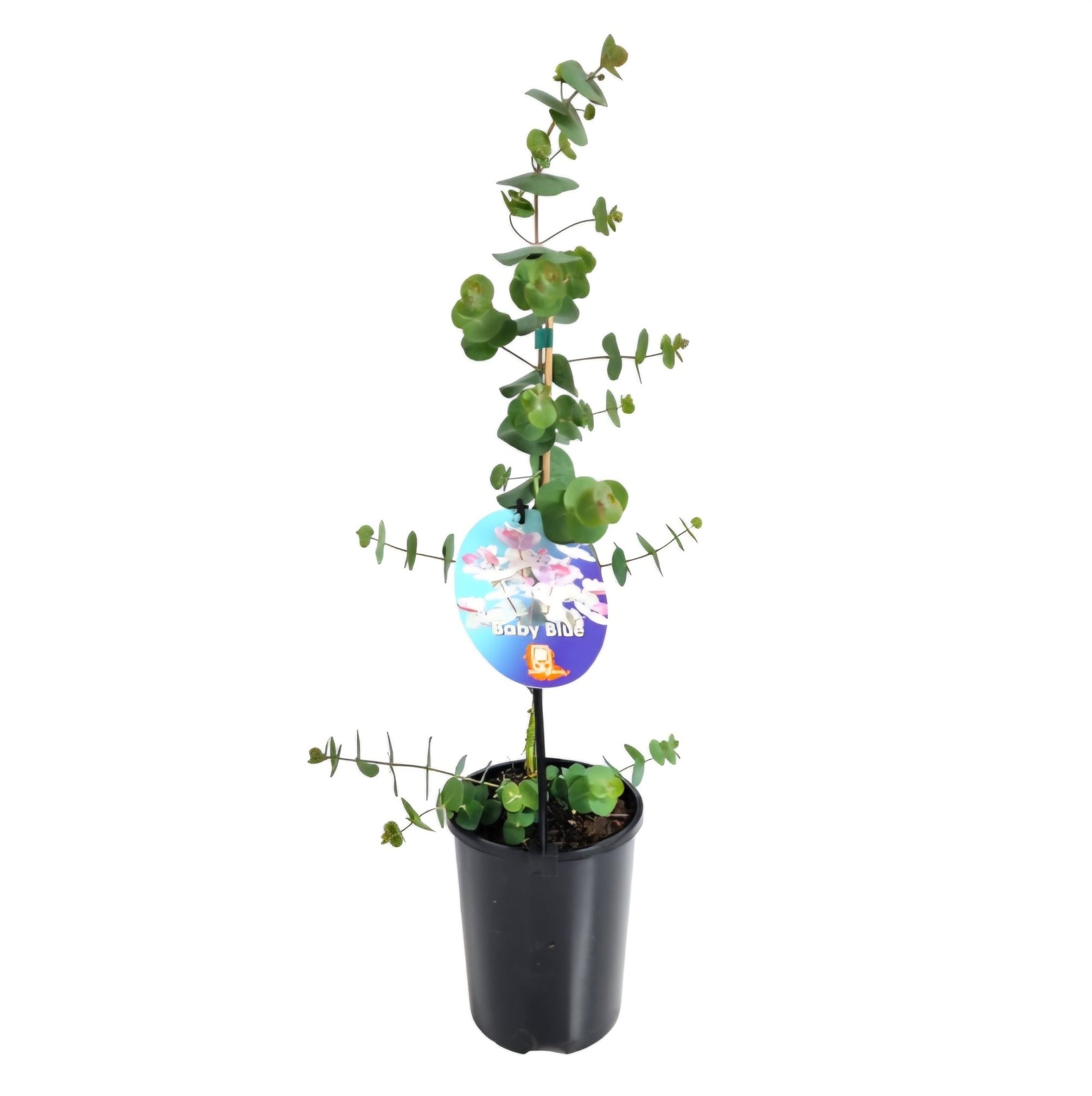 Silver - leaved Mountain Gum 'Baby Blue' (Eucalyptus pulverulenta) - Ladybird Nursery