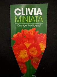 Clivia Multi - petal (Clivia miniata) - Large - Ladybird Nursery