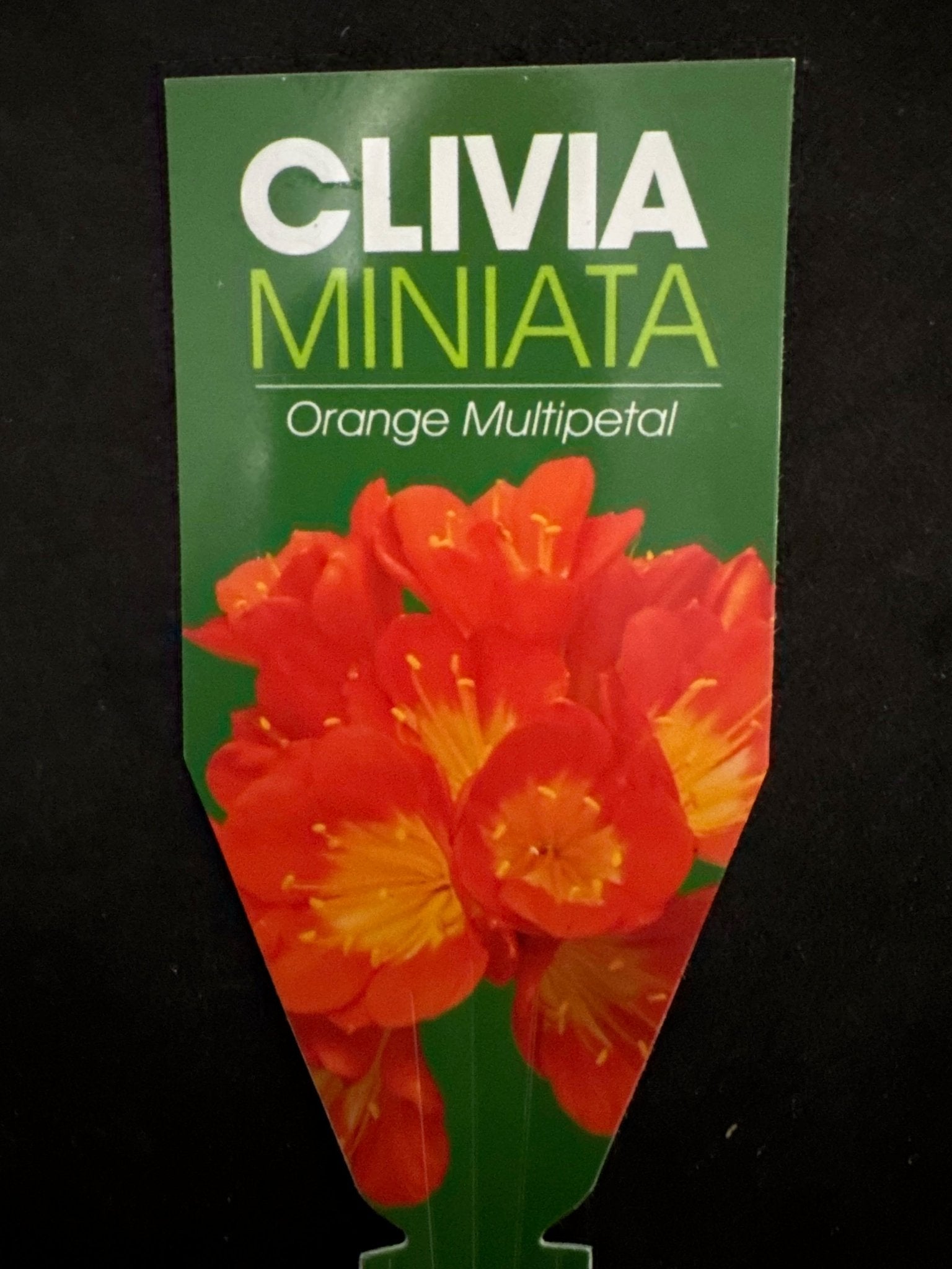 Clivia Multi - petal (Clivia miniata) - Large - Ladybird Nursery