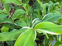 Shampoo Ginger Variegata (Zingiber zerumbet) - Ladybird Nursery
