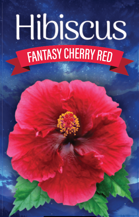 Hibiscus ‘Fantasy Cherry Red’ (Hibiscus rosa-sinensis) - Ladybird Nursery