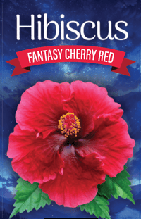 Hibiscus ‘Fantasy Cherry Red’ (Hibiscus rosa-sinensis) - Ladybird Nursery