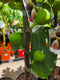 Fig Celeste (advanced size) - Ladybird Nursery