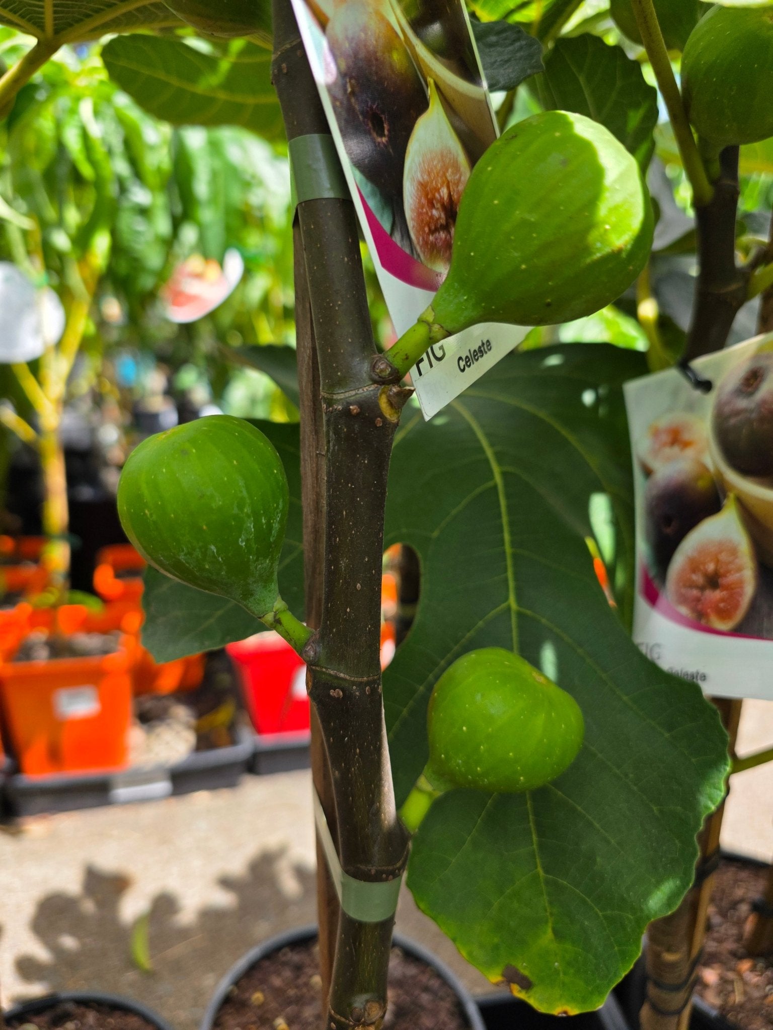 Fig Celeste (advanced size) - Ladybird Nursery
