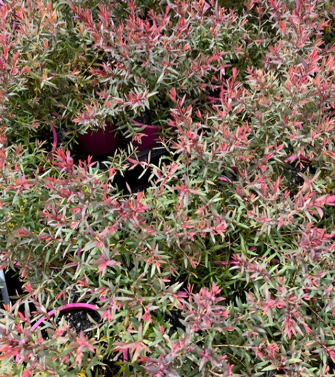 Melaleuca 'Little Red' (Melaleuca linariifolia) - Ladybird Nursery