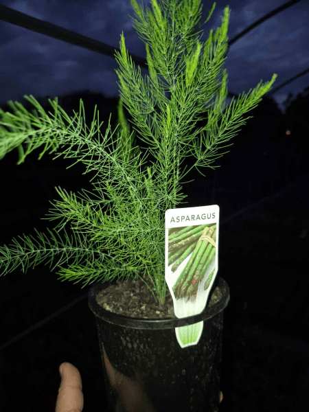 Asparagus - Ladybird Nursery