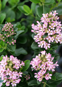 Escallonia 'Pink Elle' - Ladybird Nursery