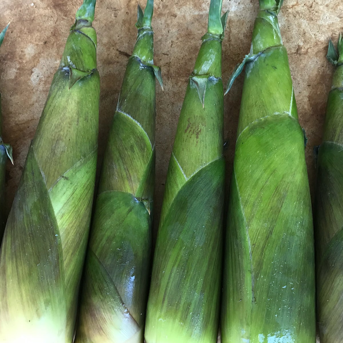 Edible Bamboo (Oldhamii) 200mm Pot - Ladybird Nursery