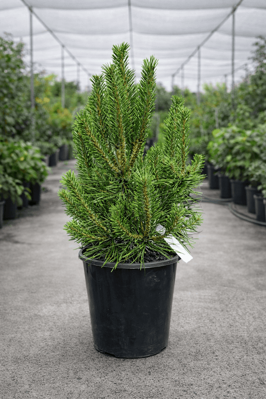 Dwarf Japanese Black Pine 'Yatsabusa' (Pinus thunbergii) - Ladybird Nursery