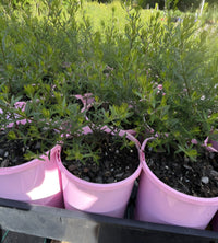 Westringia 'Mauve Skies' - Ladybird Nursery