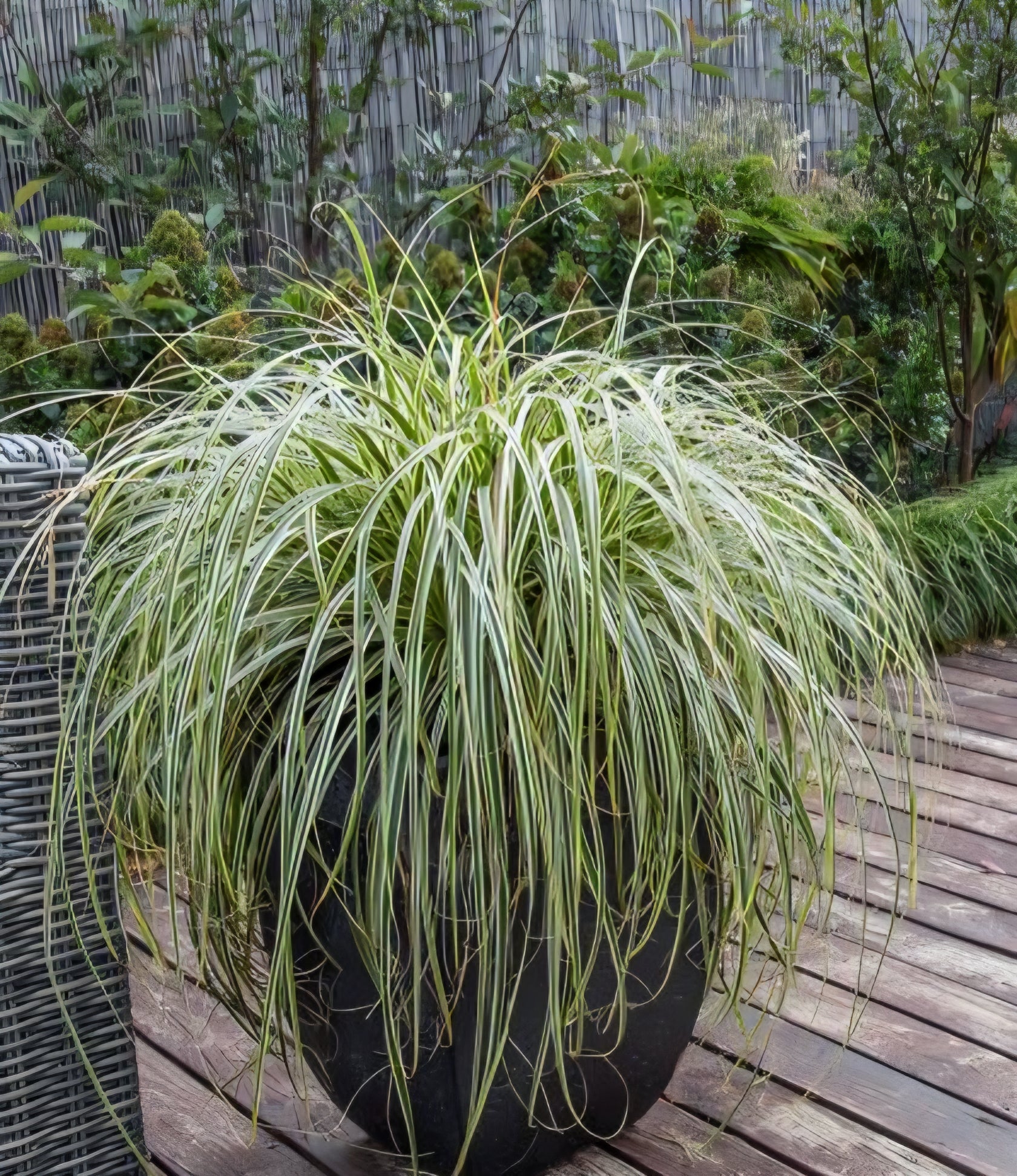 Carex 'Feather Falls' - Ladybird Nursery