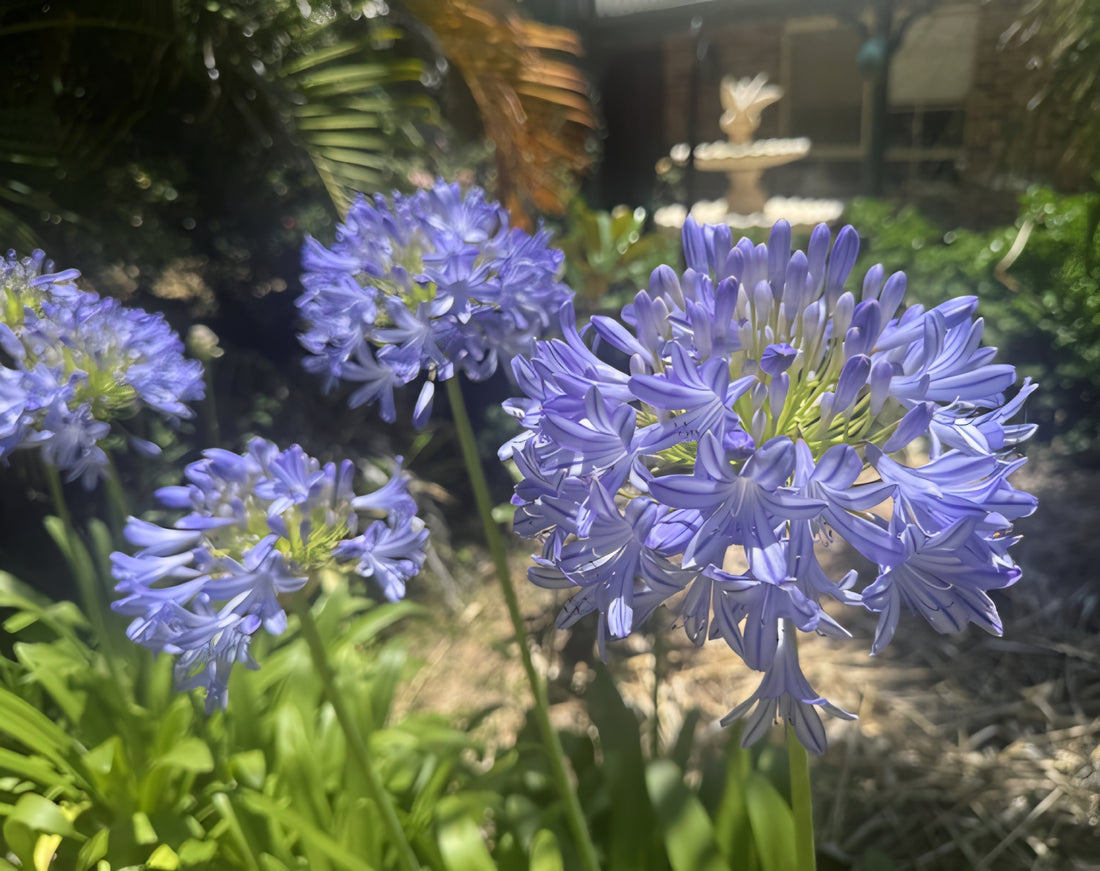 Agapanthus River Garden Blue