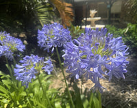Agapanthus River Garden Blue