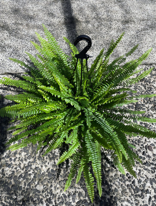 Montana Fern Hanger - Large - Ladybird Nursery