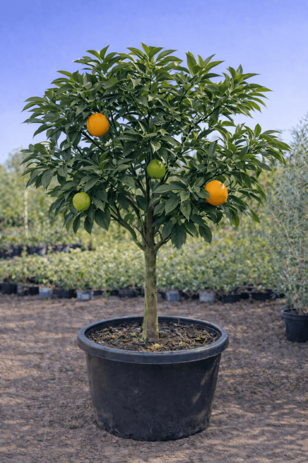Washington Navel Orange 500mm/45Ltr PICKUP ONLY - Ladybird Nursery