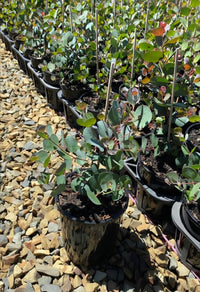 Dwarf Heart Leaf Eucalyptus (Eucalyptus websteriana) - Ladybird Nursery