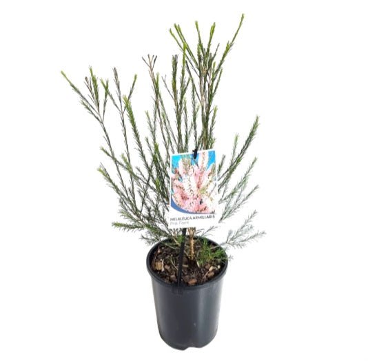 Bracelet Honey Myrtle Pink (Melaleuca armillaris) - Ladybird Nursery