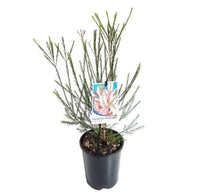 Bracelet Honey Myrtle Pink (Melaleuca armillaris) - Ladybird Nursery
