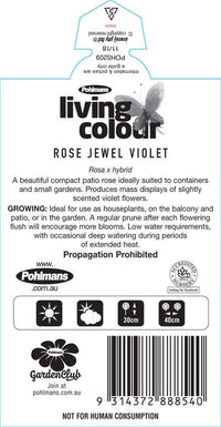 Rose ‘Jewel Miniature Violet’ - Ladybird Nursery