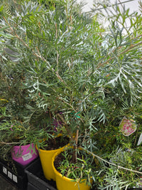 Grevillea Lemon Baby - Ladybird Nursery