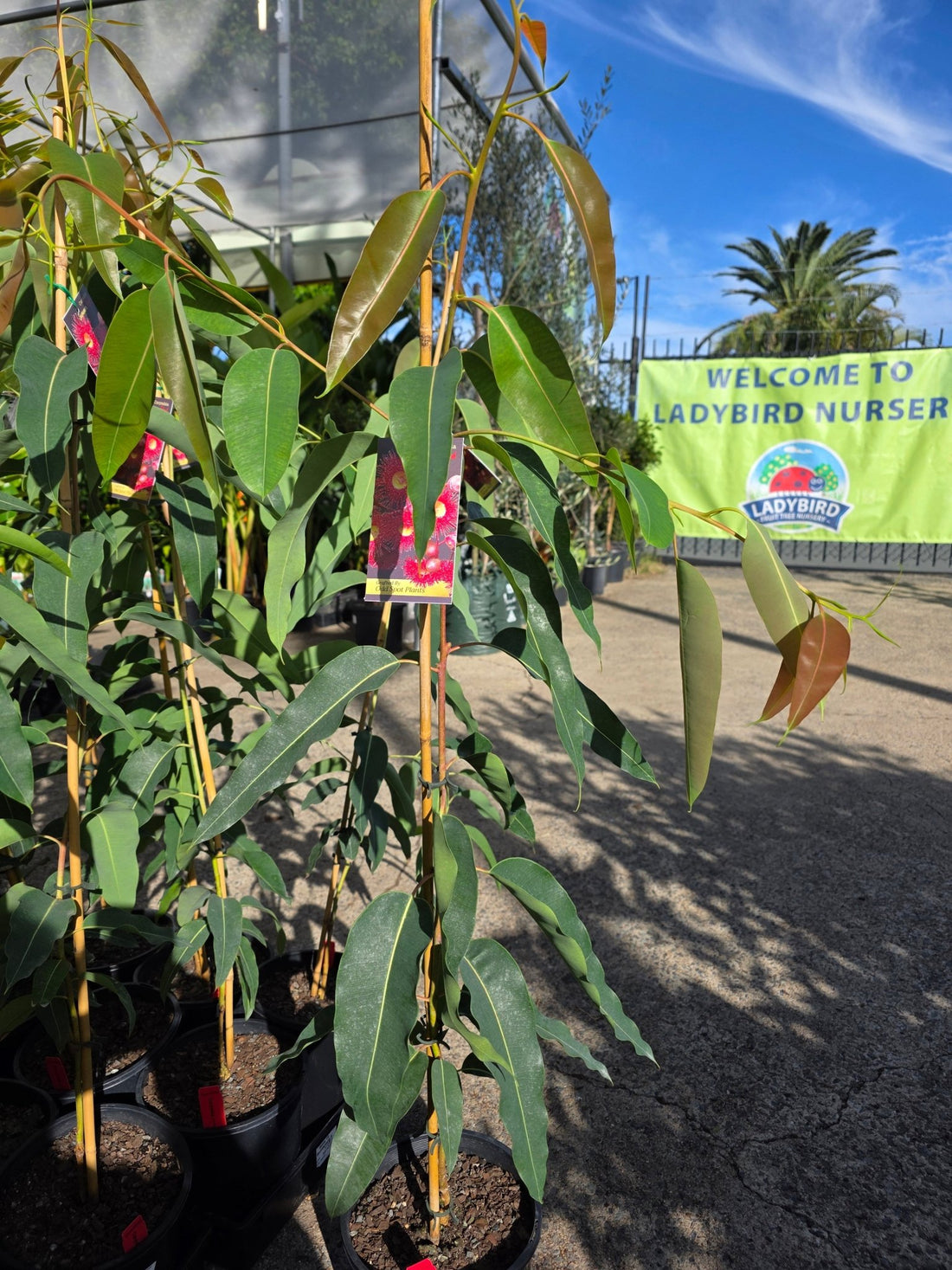 Dwarf Eucalyptus ‘Summer Red’ (Corymbia ficifolia) - Ladybird Nursery