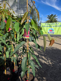 Dwarf Eucalyptus ‘Summer Red’ (Corymbia ficifolia) - Ladybird Nursery
