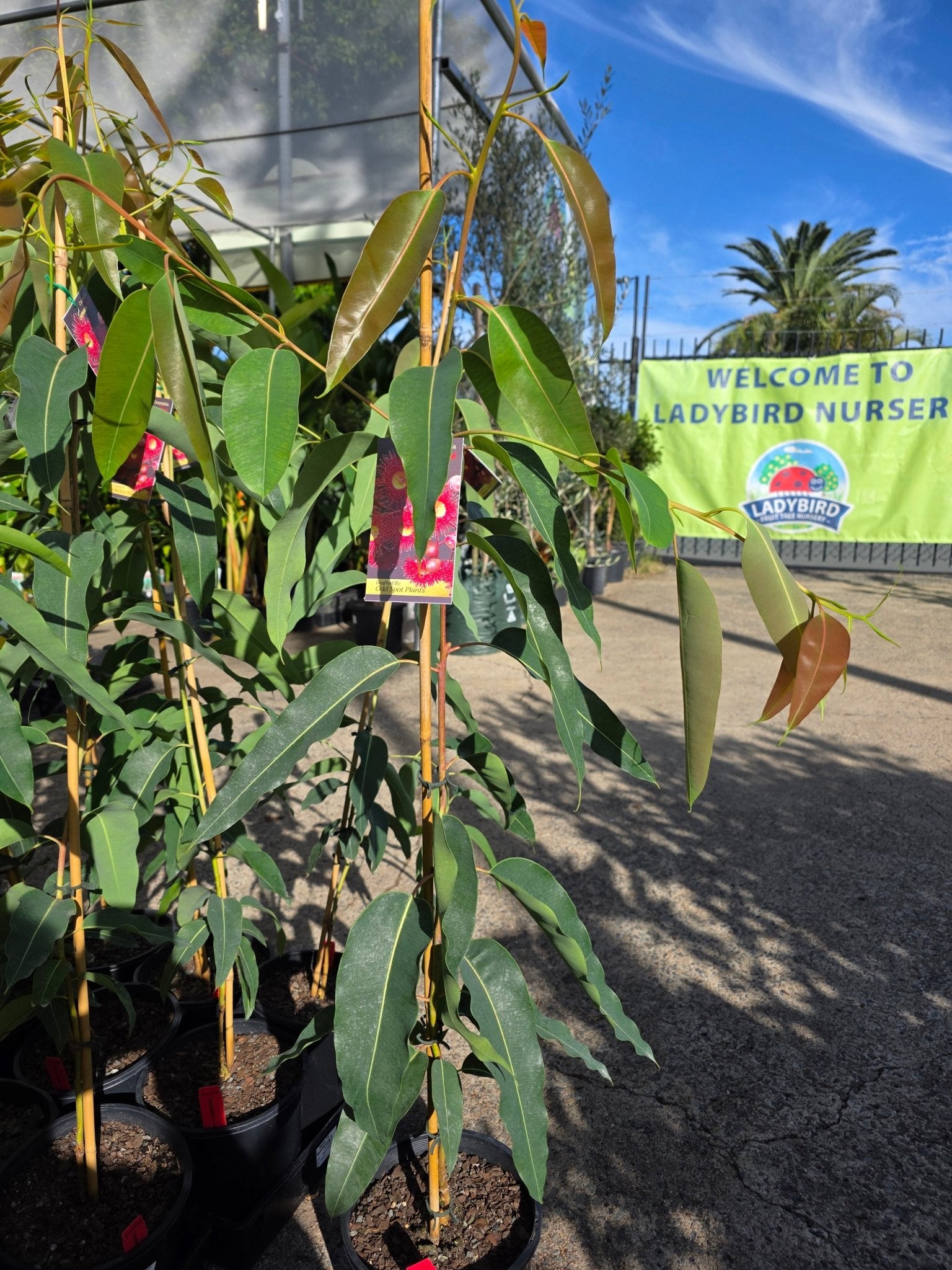 Dwarf Eucalyptus ‘Summer Red’ (Corymbia ficifolia) - Ladybird Nursery