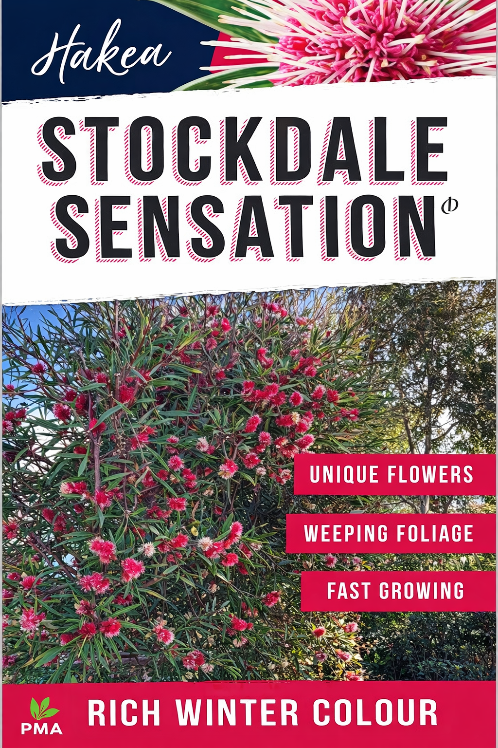 Hakea Stockdale Sensation (Hakea laurina) - Ladybird Nursery