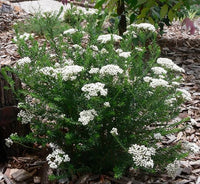 Ozothamnus ‘Petite’ (Dwarf Rice Flower)