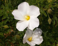 Native Hibiscus White (Alyogyne huegelii)