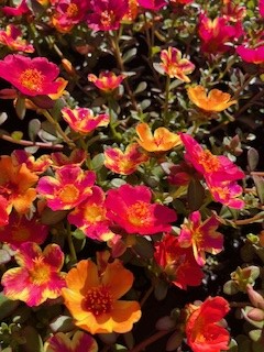 Portulaca Pazzaz 140mm - Ladybird Nursery