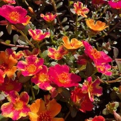 Portulaca Pazzaz 140mm - Ladybird Nursery