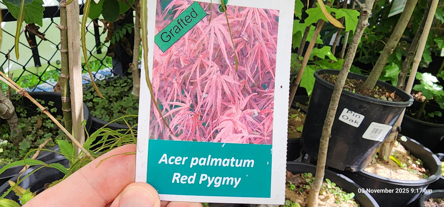 Maple "Osakazuki" (Acer palmatum) 300mm Pick Up Only