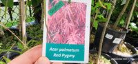 Maple "Osakazuki" (Acer palmatum) 300mm Pick Up Only