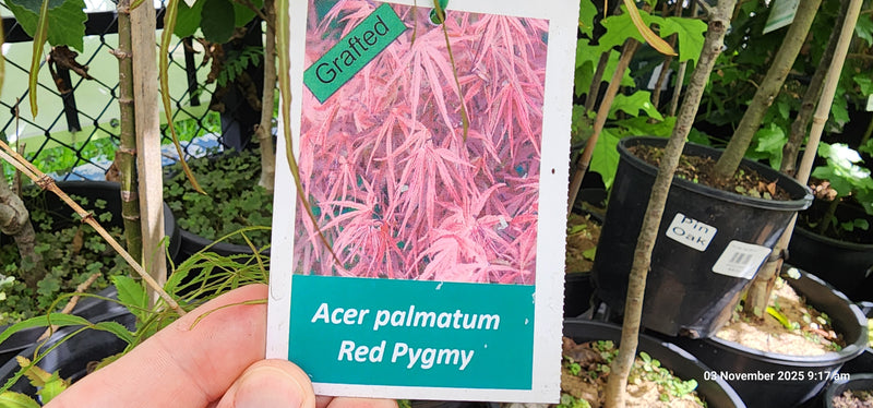 Maple "Osakazuki" (Acer palmatum) 300mm Pick Up Only
