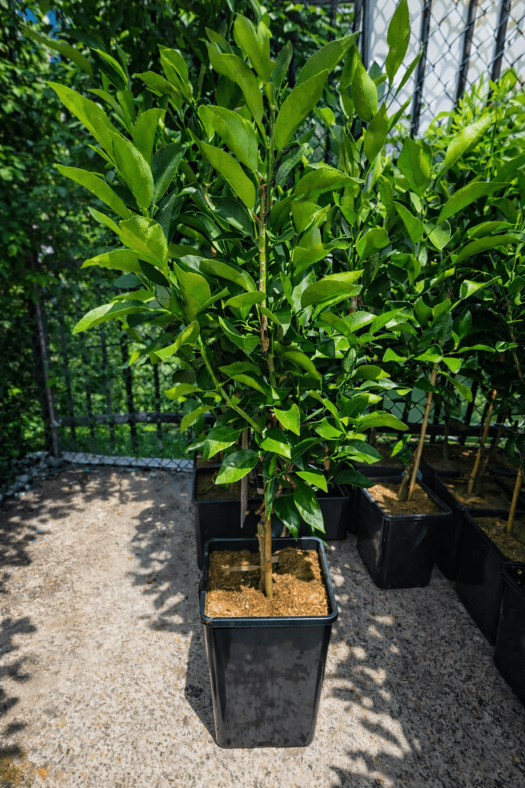 Dwarf Mandarin 'Amigo' (QLD Only) - Ladybird Nursery