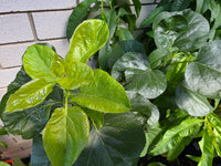 Apricot 'Moorpark' - Ladybird Nursery