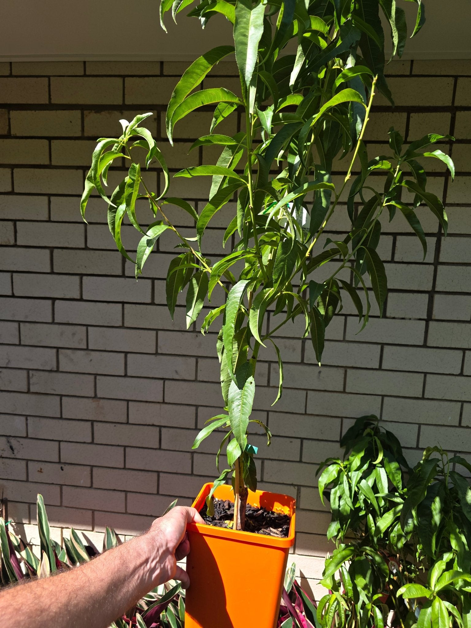 Peach Tasty Zee - Ladybird Nursery