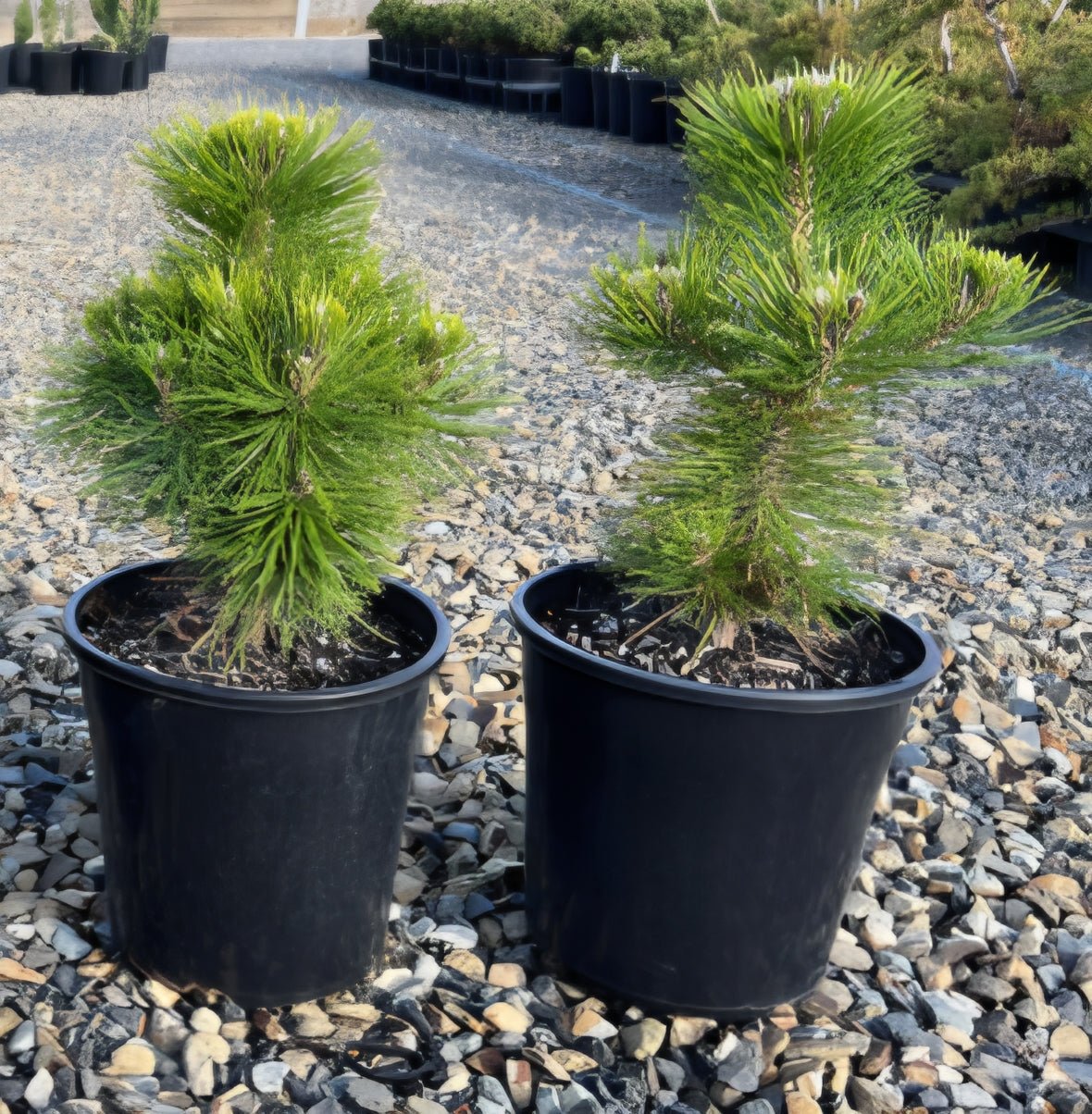Japanese Black Pine 'Yatsabusa' (Pinus thunbergii) - Ladybird Nursery