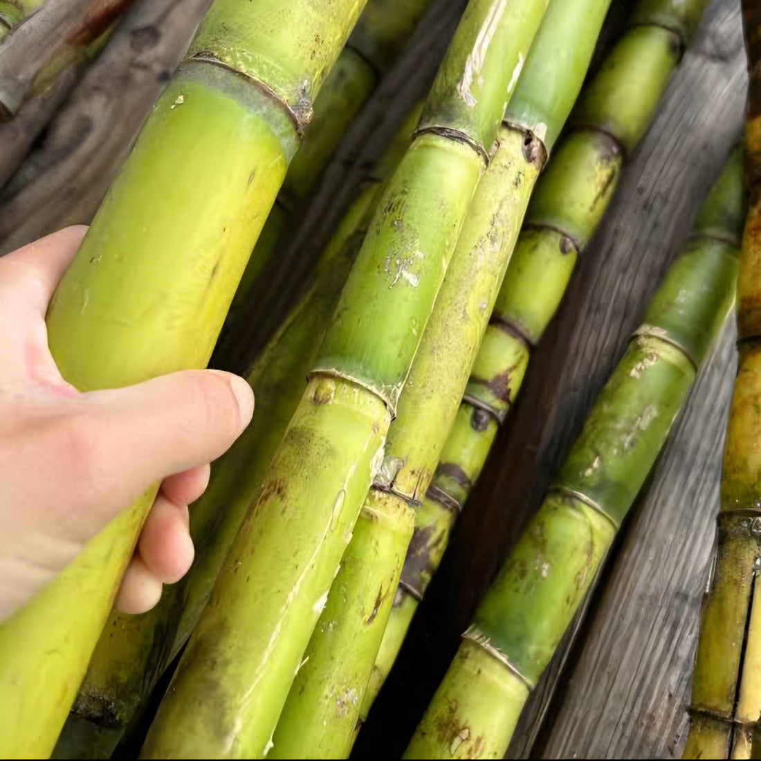 Sugarcane (QLD ONLY) - Ladybird Nursery