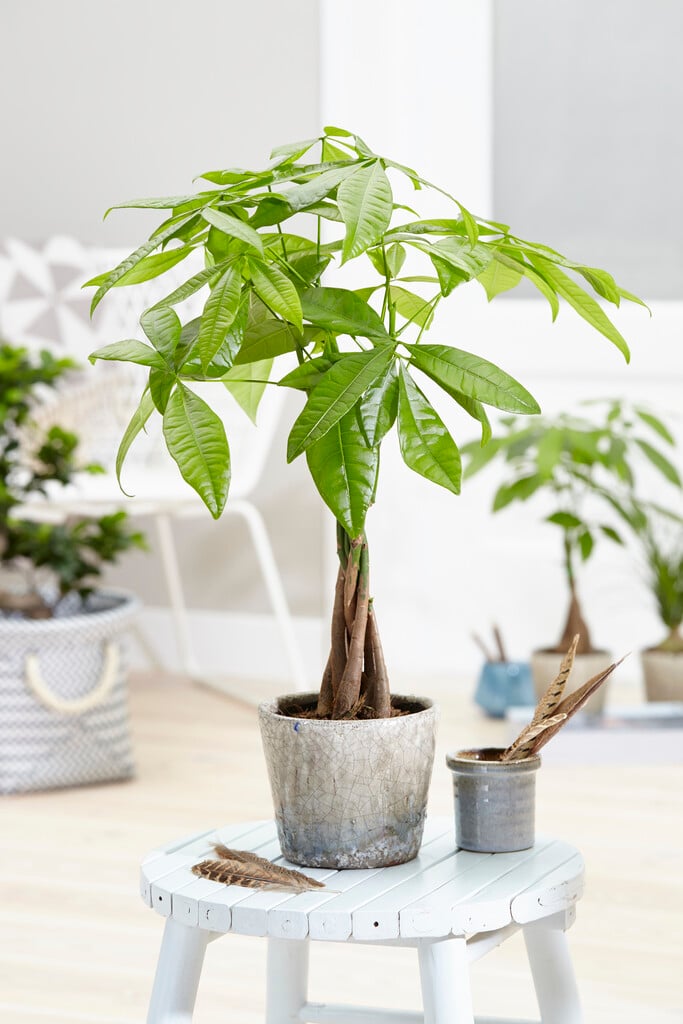 Money Tree "Lucky Fortune Twist" 5 Stem - Ladybird Nursery